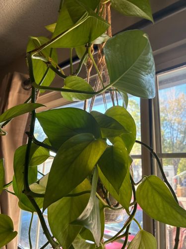 Golden Pothos