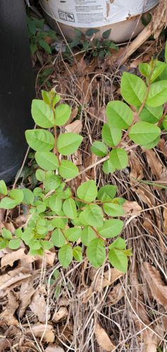 Japanese Honeysuckle