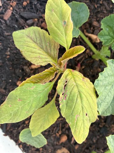 Red Amaranth