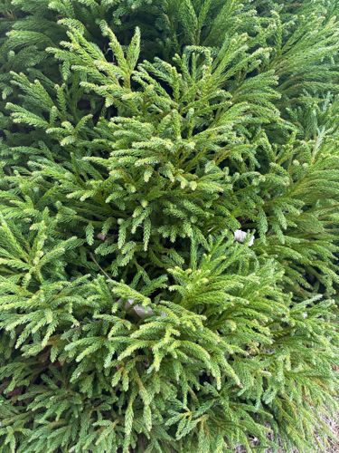 Japanese Cedar (Sugi)