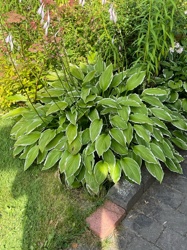 Hosta (Plantain Lily)