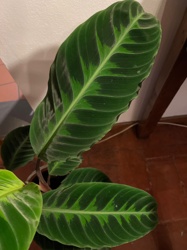 Calathea 'Maui Queen' (also commonly known as Calathea Makoyana or Peacock Plant due to similar patterns)