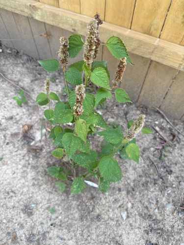 Lantana
