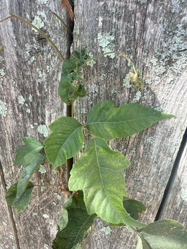 Poison Ivy