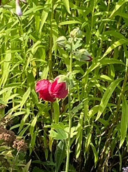 Hollyhock