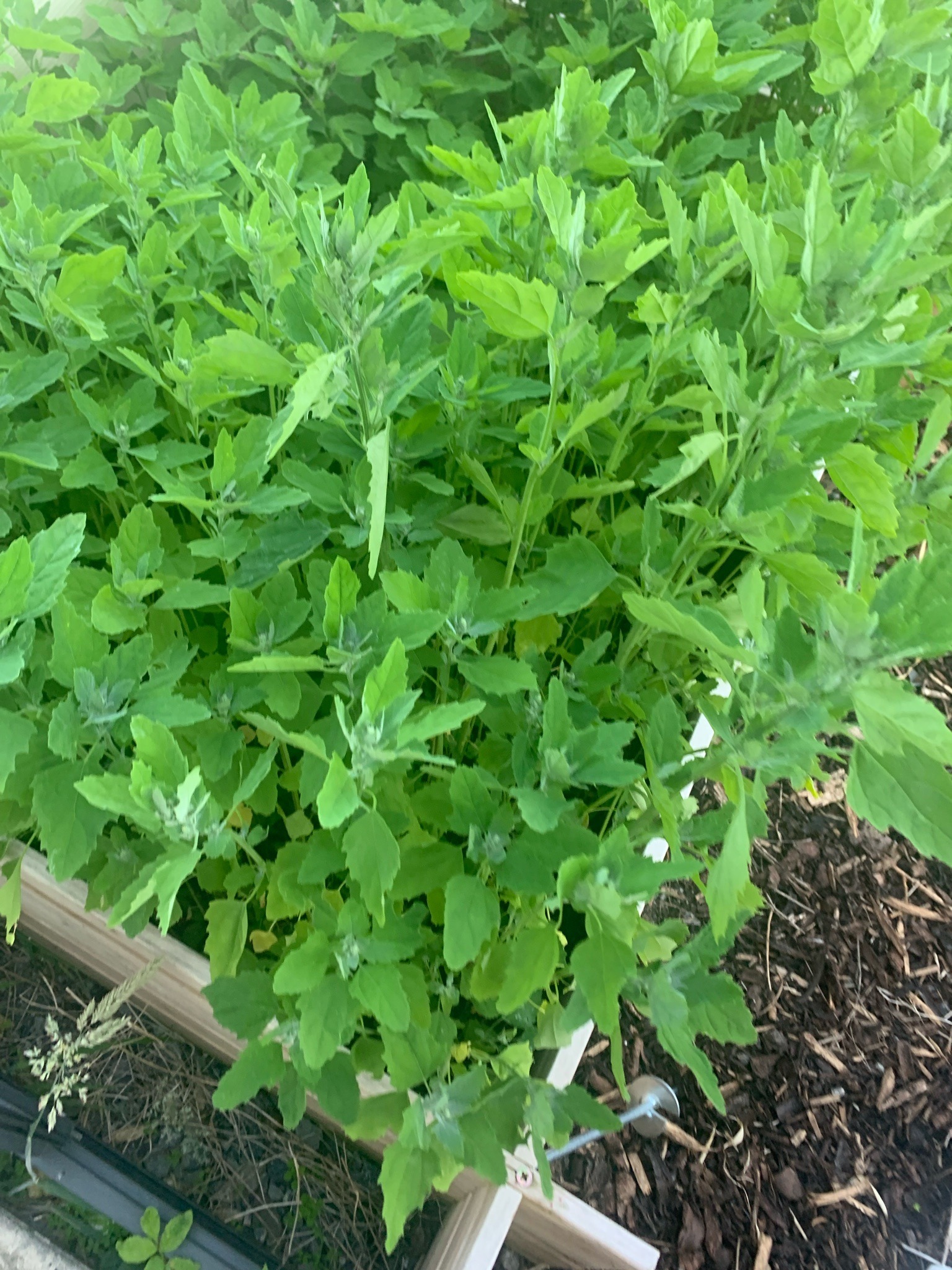 Lamb's Quarters