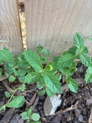 Virginia Buttonweed