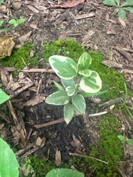 Variegated Groundcover (possibly Vinca cultivar)