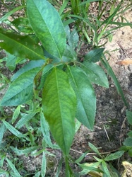 Young Peach Tree