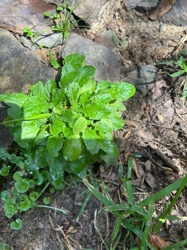 Unidentifiable with certainty from the image alone, but resembles common wild plants like wild mustard, wild radish, or a type of plantain.