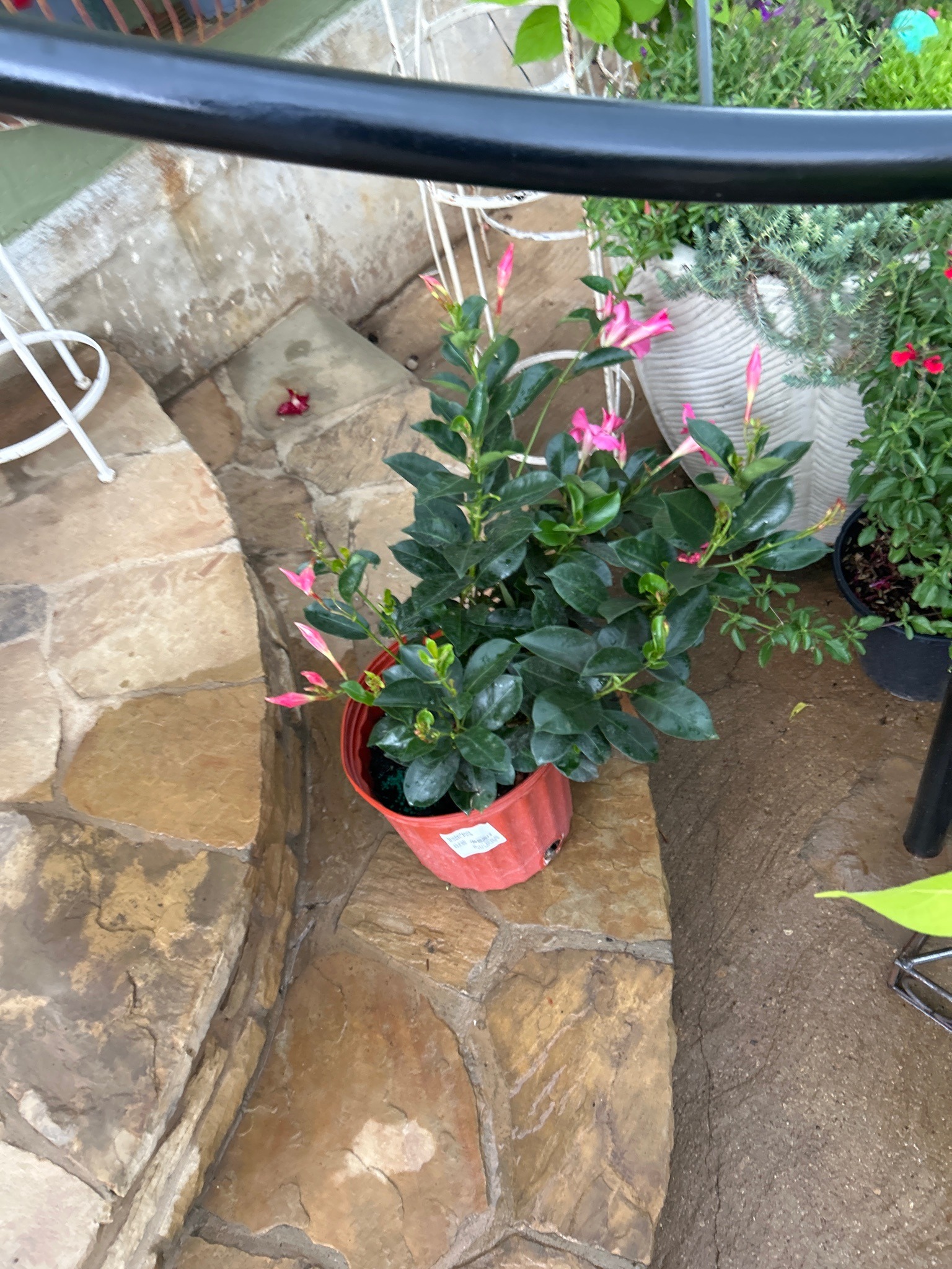 Mandevilla (Dipladenia types)