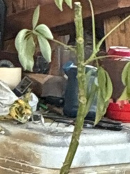 Umbrella Tree