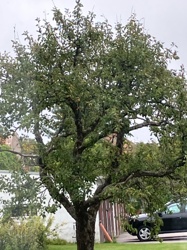 Apple Tree