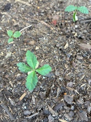 Oak Seedling