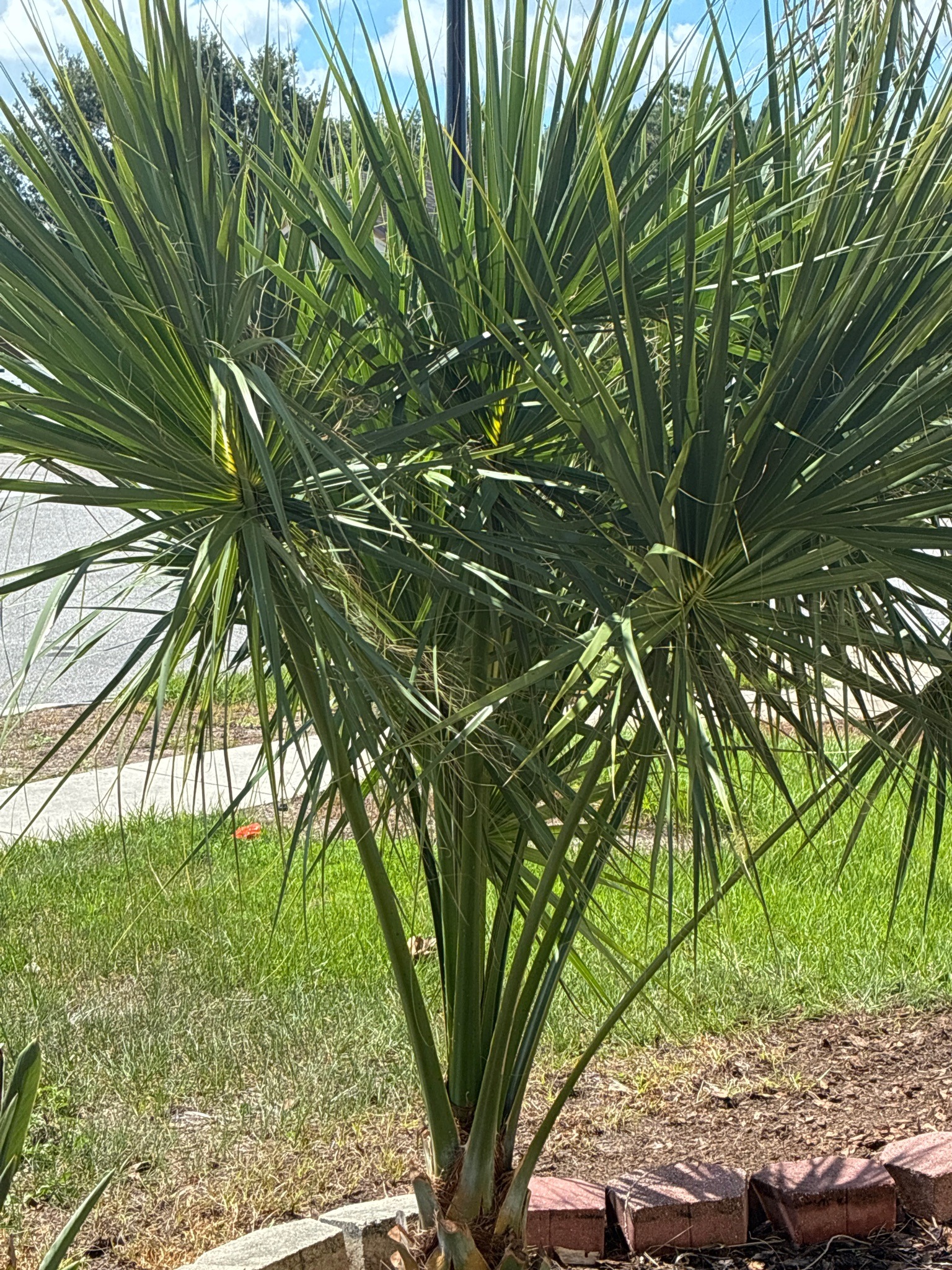 Sabal Palm (Cabbage Palm)