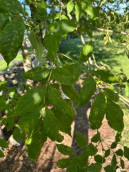 Ash Tree