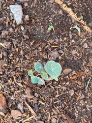 Nasturtium