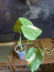 Monstera 'Thai Constellation'
