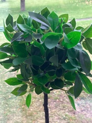 Ficus microcarpa (Ginseng Ficus)
