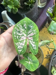 Caladium