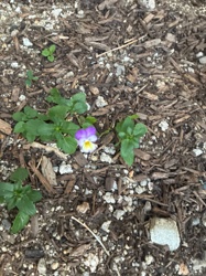Pansy