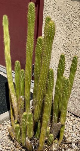 Golden Rat Tail Cactus