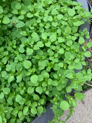 Chickweed