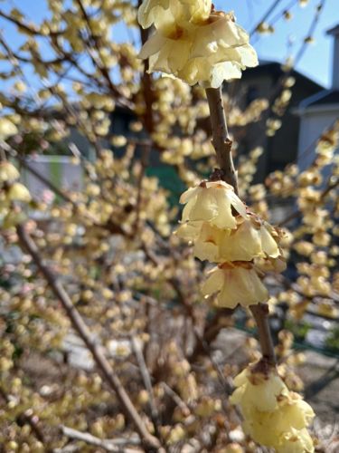 Wintersweet
