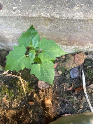 Common Mallow