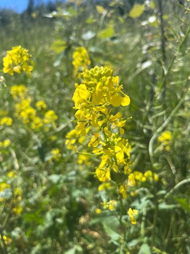 Wild Mustard