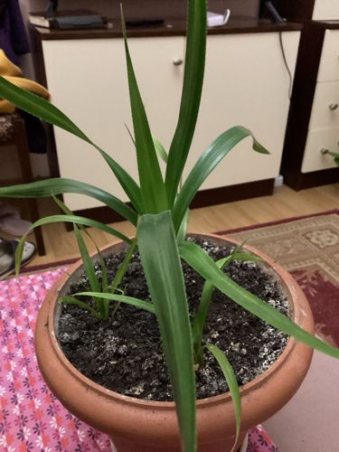 Dracaena