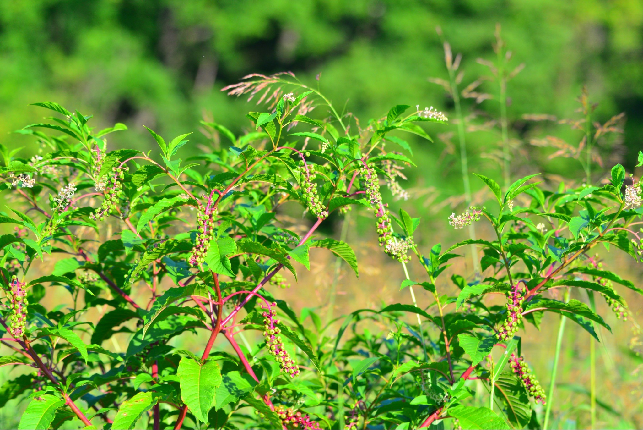 American Pokeweed
