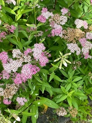Spiraea (likely a Japanese Spiraea cultivar, such as 'Little Princess' or a similar variety)