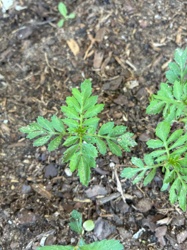 Marigold