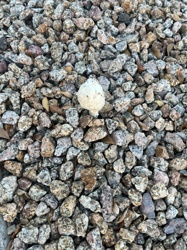 Puffball Mushroom