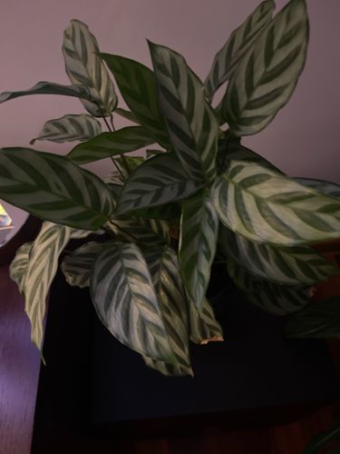 Calathea 'Freddy'