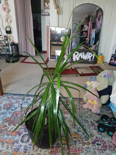 Madagascar Dragon Tree