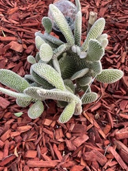 Bunny Ear Cactus or Polka Dot Cactus