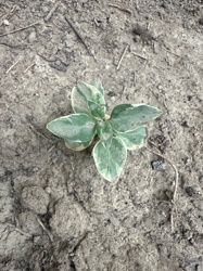 Possibly a variegated cultivar of Ajuga, a type of mint, or a similar groundcover.