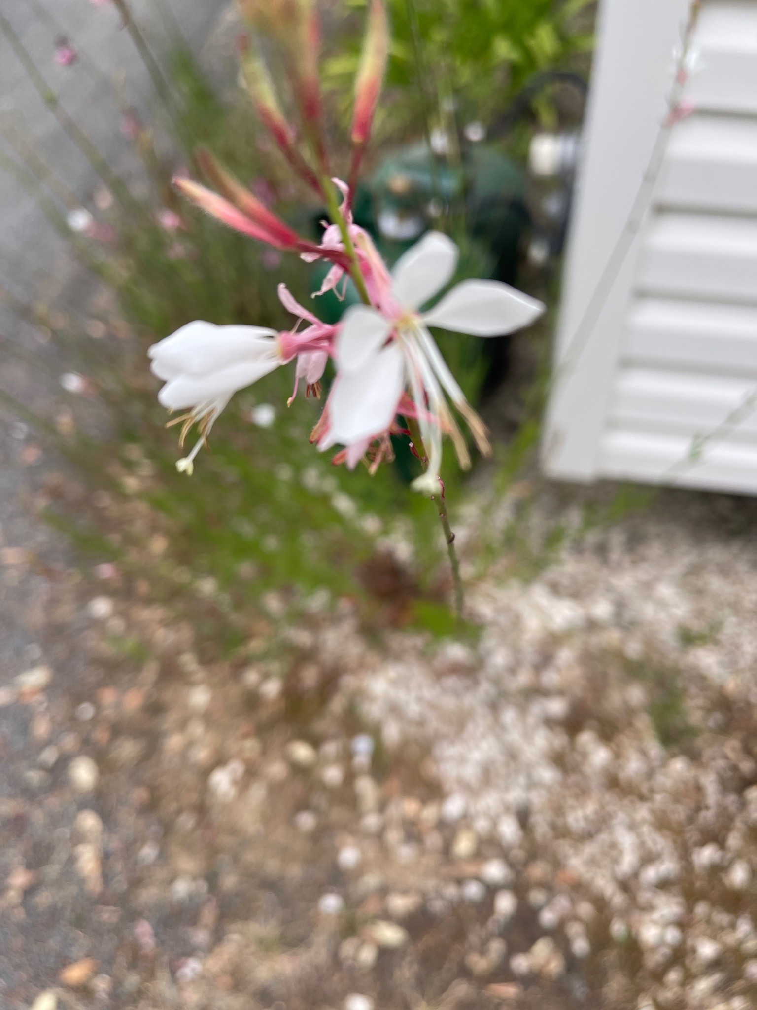 Bee Blossom (Gaura)