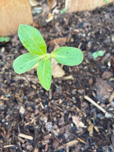 Unidentifiable seedling