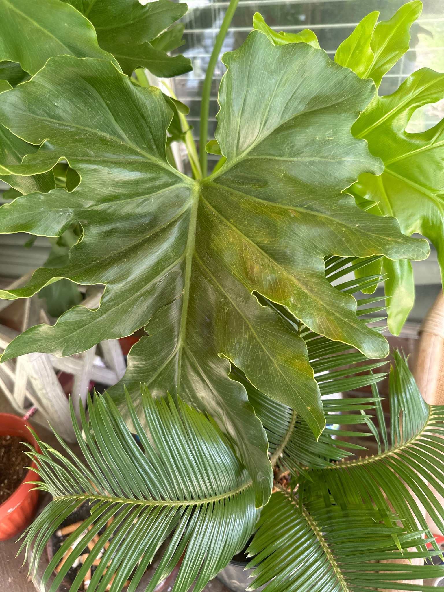 Tree Philodendron