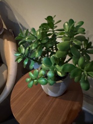 Jade Plant