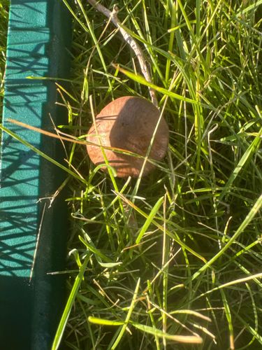 Unidentified Mushroom (Fungus)