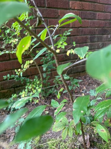 Unknown Plant