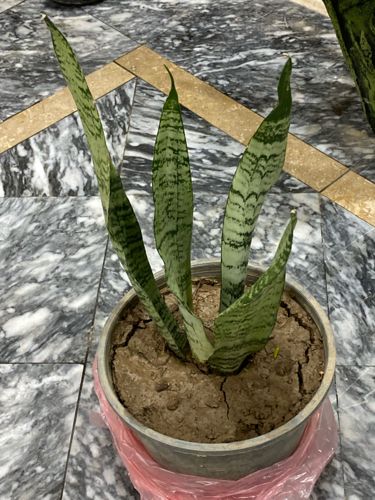 Snake Plant