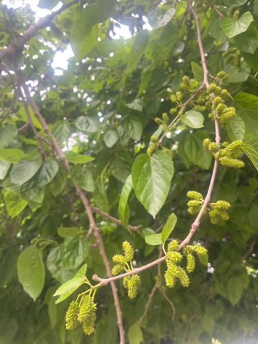 White Mulberry