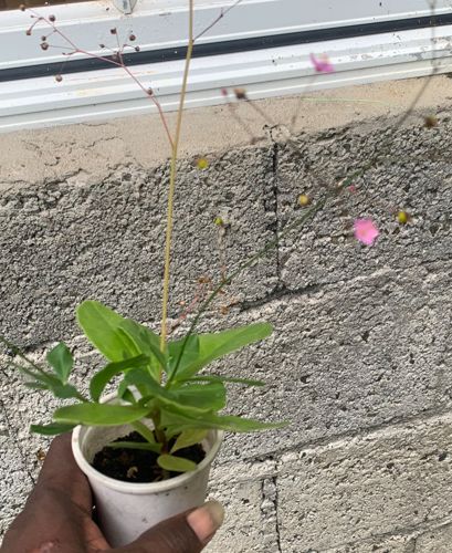 Fameflower