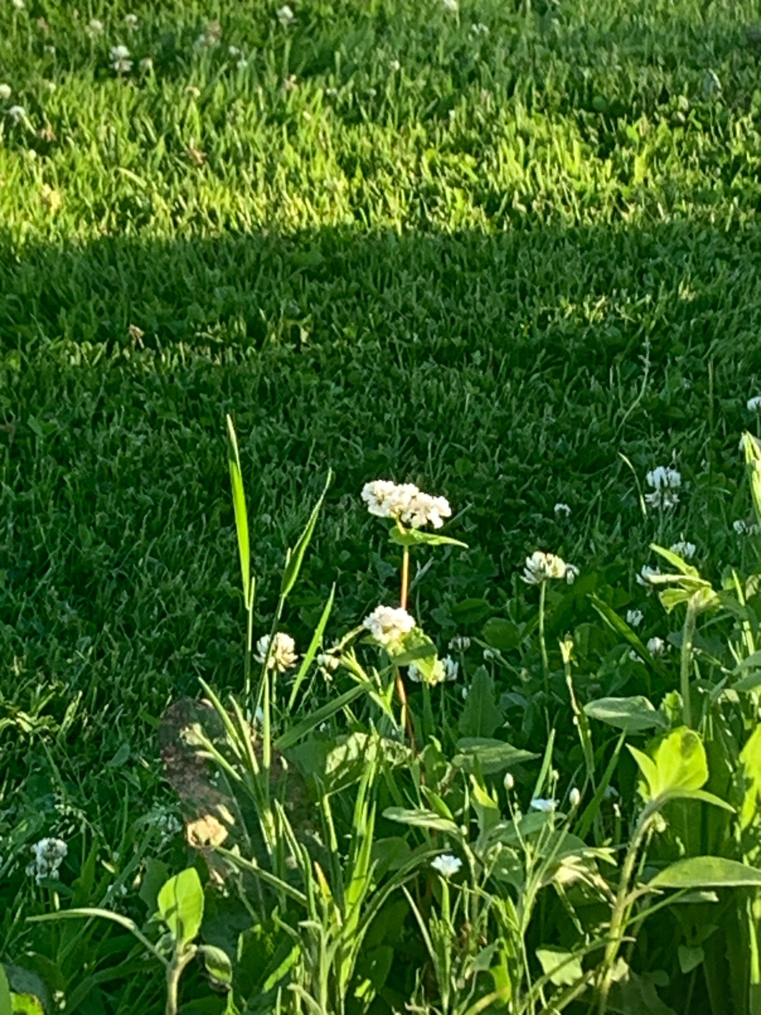 White Clover