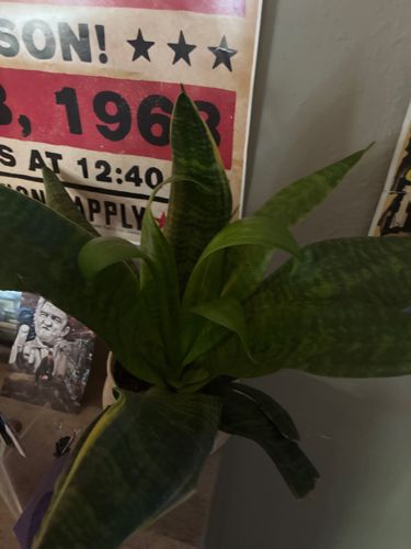 Bird's Nest Snake Plant